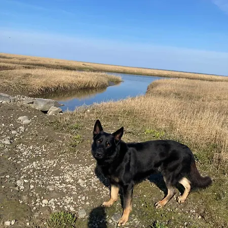 Lille Rode Hus Mando * リーベ